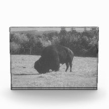 American Bison (Buffalo) Photo Block