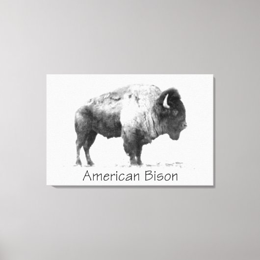 American Bison Canvas Afdruk (Voorkant)