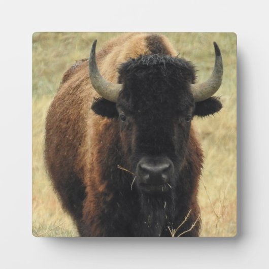American Bison Desktop Plaque Fotoplaat (Voorkant)