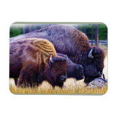 American Bison Family Magneet (Horizontaal)