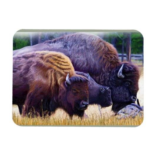 American Bison Family Magneet (Horizontaal)