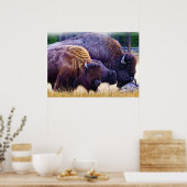 American Bison Family Poster (Keuken)