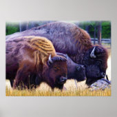 American Bison Family Poster (Voorkant)