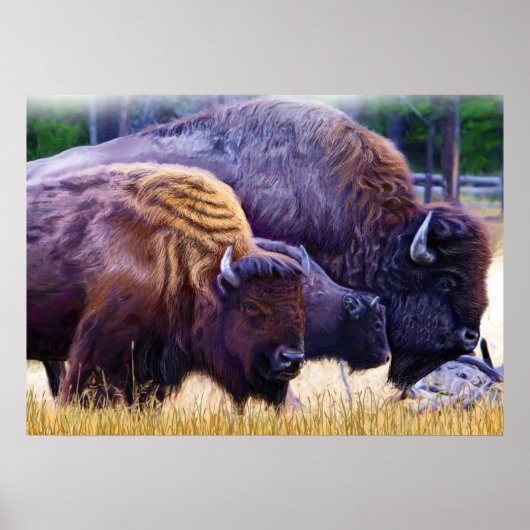 American Bison Family Poster (Voorkant)