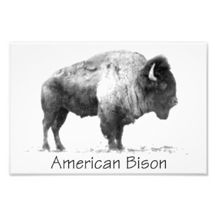 American Bison Foto Afdruk