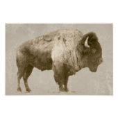 American Bison Foto Afdruk (Voorkant)