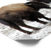 American Bison in Winter Poster (Hoek)
