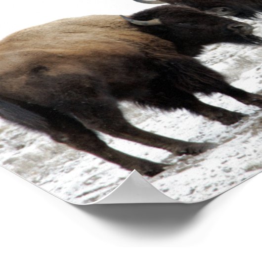American Bison in Winter Poster (Hoek)