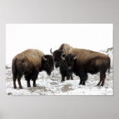 American Bison in Winter Poster (Voorkant)