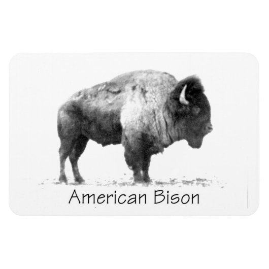 American Bison Magneet (Horizontaal)