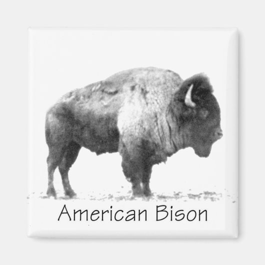 American Bison Magneet (Voorkant)