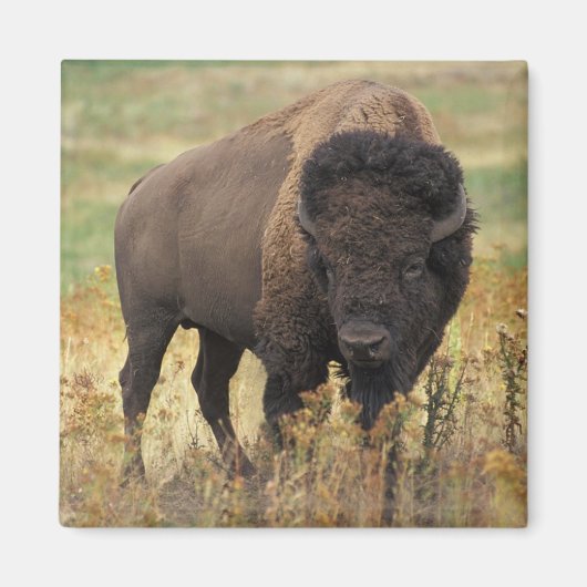 American Bison Magnet (Voorkant)
