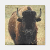 American Bison Magnet (Voorkant)