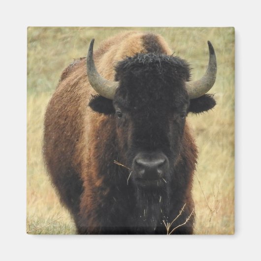 American Bison Magnet (Voorkant)