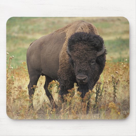 American bison muismat (Voorkant)