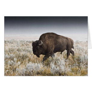 American Bison of Buffalo