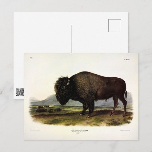American Bison of Buffalo (Bison bison) - Audubon Briefkaart (Voorkant / Achterkant)
