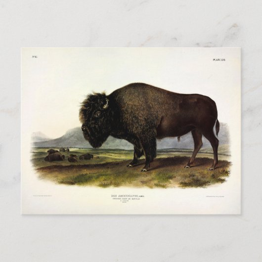 American Bison of Buffalo (Bison bison) - Audubon Briefkaart (Voorkant)