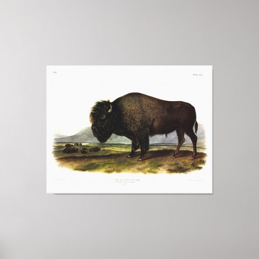 American Bison of Buffalo (Bison bison) - Audubon Canvas Afdruk (Voorkant)