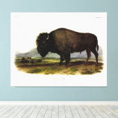 American Bison of Buffalo (Bison bison) - Audubon Canvas Afdruk (Insitu (Houten vloer))