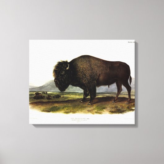 American Bison of Buffalo (Bison bison) - Audubon Canvas Afdruk (Voorkant)
