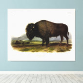 American Bison of Buffalo (Bison bison) - Audubon Canvas Afdruk (Insitu (Houten vloer))