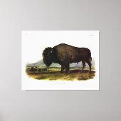American Bison of Buffalo (Bison bison) - Audubon Canvas Afdruk (Voorkant)