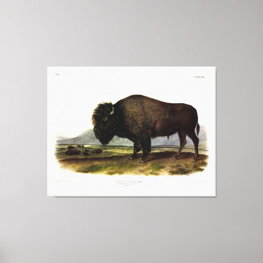 American Bison of Buffalo (Bison bison) - Audubon Canvas Afdruk (Voorkant)