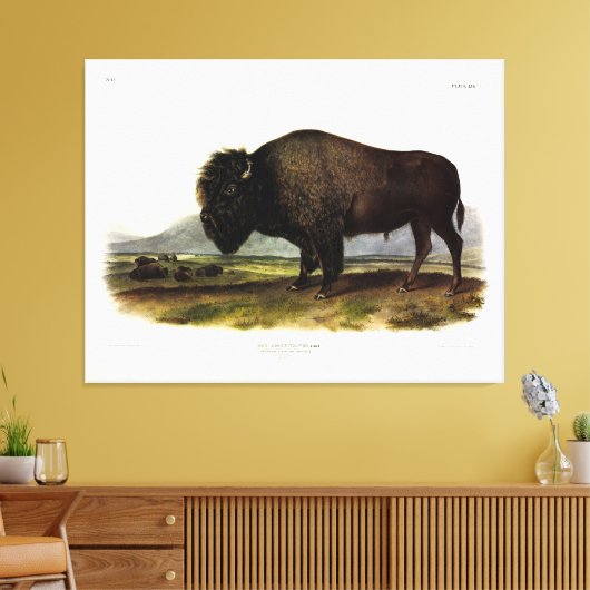 American Bison of Buffalo (Bison bison) - Audubon Canvas Afdruk (Insitu (Woonkamer))