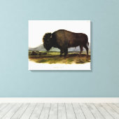 American Bison of Buffalo (Bison bison) - Audubon Canvas Afdruk (Insitu (Houten vloer))