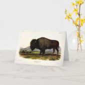 American Bison of Buffalo (Bison bison) - Audubon Kaart (Gele Bloem)