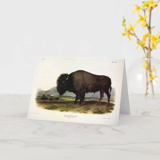 American Bison of Buffalo (Bison bison) - Audubon Kaart (Gele Bloem)