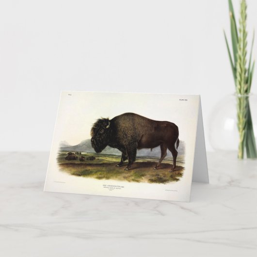American Bison of Buffalo (Bison bison) - Audubon Kaart (Voorkant)