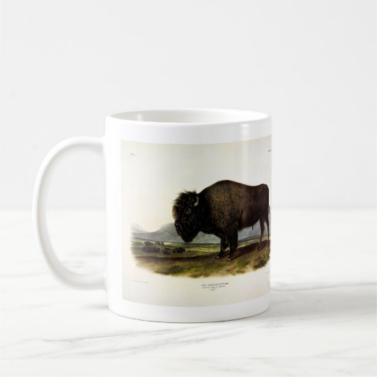 American Bison of Buffalo (Bison bison) - Audubon Koffiemok (Links)