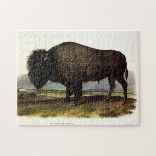 American Bison of Buffalo (Bison bison) - Audubon Legpuzzel (Horizontaal)