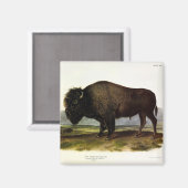 American Bison of Buffalo (Bison bison) - Audubon Magneet (Voorkant / Achterkant)
