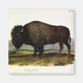 American Bison of Buffalo (Bison bison) - Audubon Magneet (Voorkant)