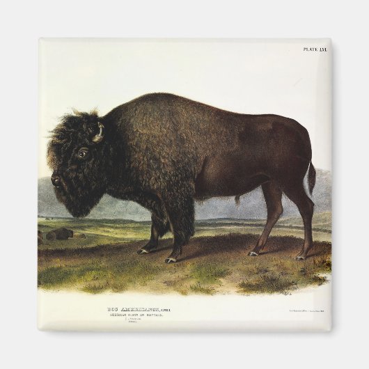 American Bison of Buffalo (Bison bison) - Audubon Magneet (Voorkant)