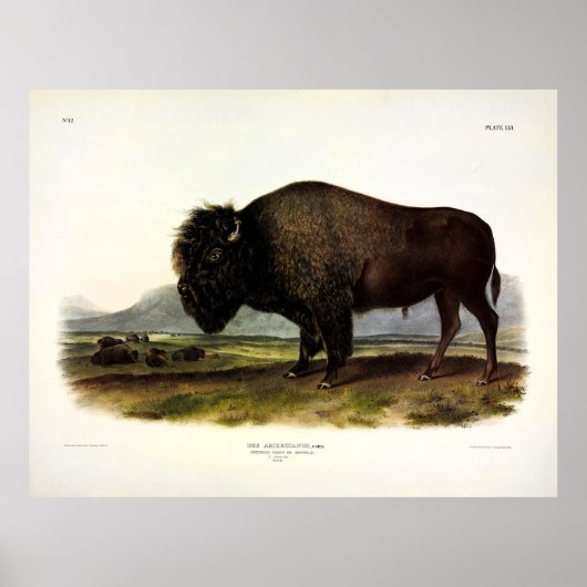American Bison of Buffalo (Bison bison) - Audubon Poster (Voorkant)