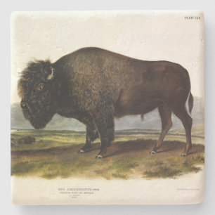 American Bison of Buffalo (Bison bison) - Audubon Stenen Onderzetter