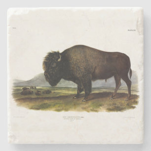 American Bison of Buffalo (Bison bison) - Audubon Stenen Onderzetter