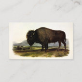 American Bison of Buffalo (Bison bison) - Audubon Visitekaartje (Achterkant)