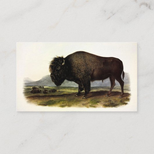 American Bison of Buffalo (Bison bison) - Audubon Visitekaartje (Achterkant)