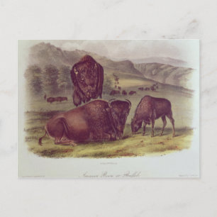 American Bison of Buffalo Briefkaart