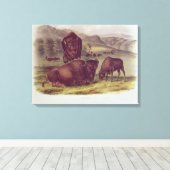 American Bison of Buffalo Canvas Afdruk (Insitu (Houten vloer))