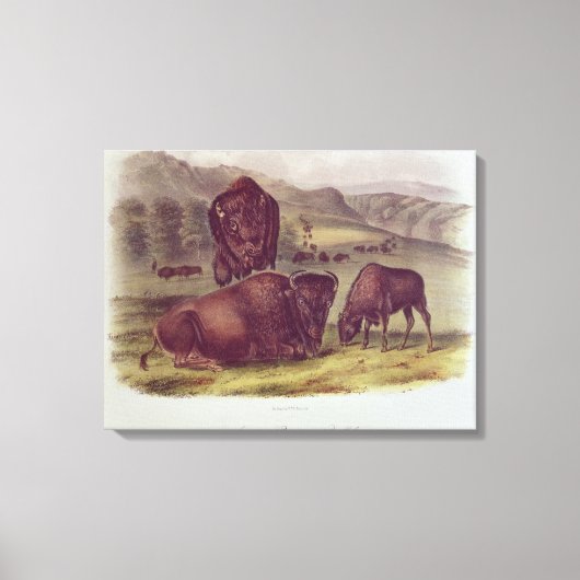 American Bison of Buffalo Canvas Afdruk (Voorkant)