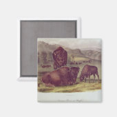 American Bison of Buffalo Magneet (Voorkant / Achterkant)