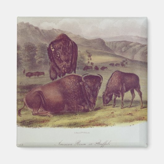 American Bison of Buffalo Magneet (Voorkant)