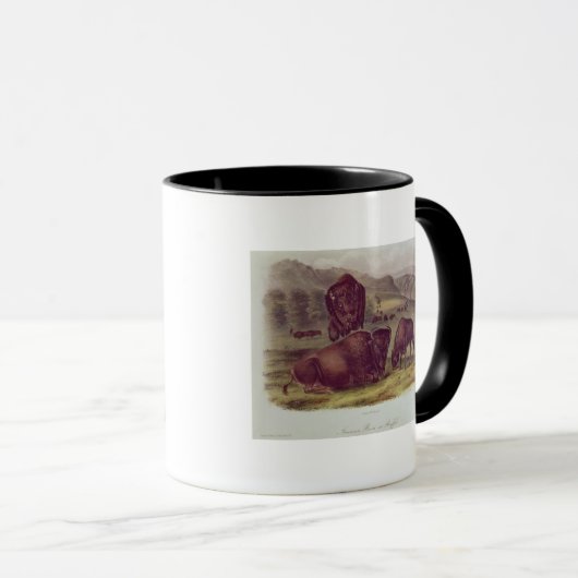 American Bison of Buffalo Mok (Voorkant rechts)