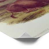 American Bison of Buffalo Poster (Hoek)